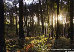serra iv concurso jose luis de sousa 41 b